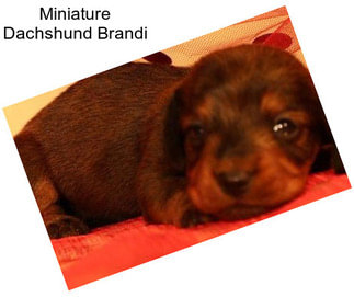 Miniature Dachshund Brandi