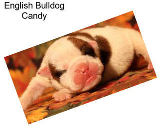 English Bulldog Candy