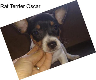 Rat Terrier Oscar