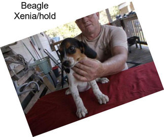 Beagle Xenia/hold