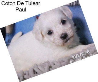 Coton De Tulear Paul