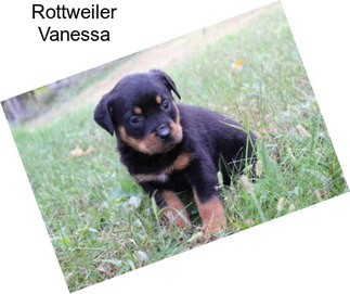 Rottweiler Vanessa