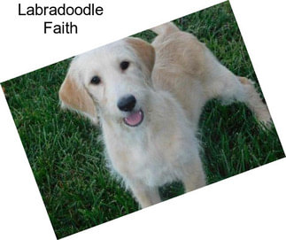 Labradoodle Faith