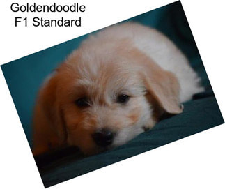 Goldendoodle F1 Standard