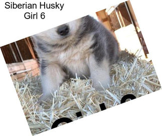 Siberian Husky Girl 6