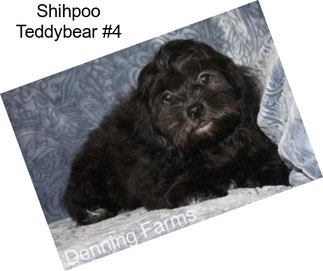 Shihpoo Teddybear #4