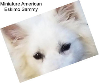 Miniature American Eskimo Sammy