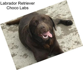 Labrador Retriever Choco Labs