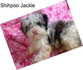 Shihpoo Jackie