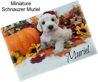 Miniature Schnauzer Muriel
