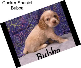 Cocker Spaniel Bubba