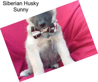 Siberian Husky Sunny
