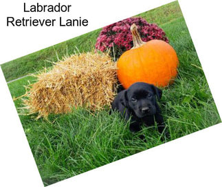 Labrador Retriever Lanie