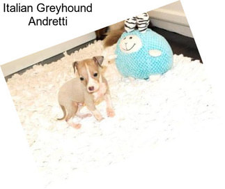 Italian Greyhound Andretti