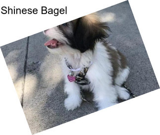 Shinese Bagel