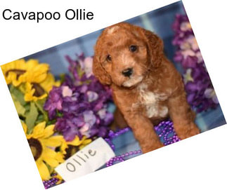 Cavapoo Ollie