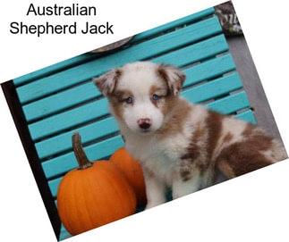 Australian Shepherd Jack