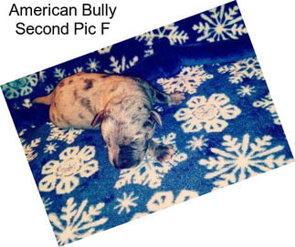 American Bully Second Pic F