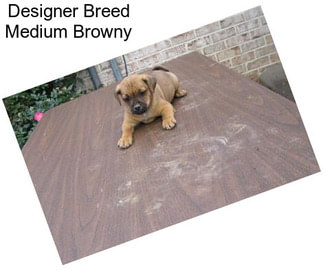 Designer Breed Medium Browny