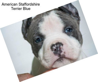 American Staffordshire Terrier Blue