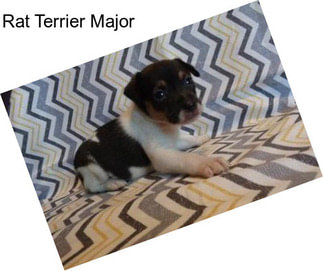 Rat Terrier Major