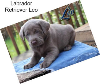 Labrador Retriever Leo