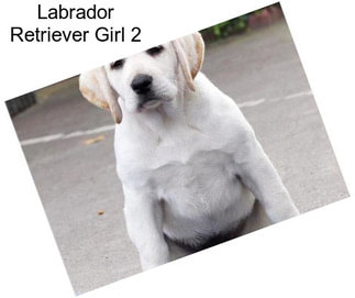 Labrador Retriever Girl 2