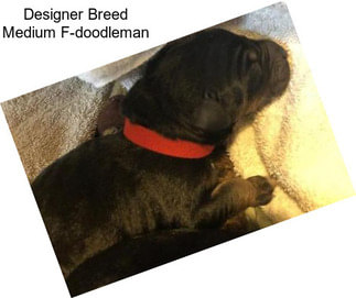 Designer Breed Medium F-doodleman