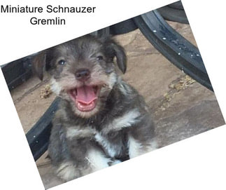 Miniature Schnauzer Gremlin