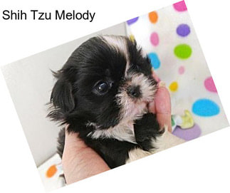 Shih Tzu Melody