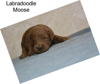 Labradoodle Moose