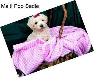 Malti Poo Sadie