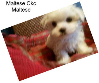 Maltese Ckc Maltese