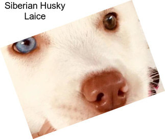 Siberian Husky Laice