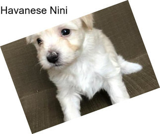 Havanese Nini