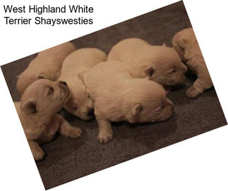 West Highland White Terrier Shayswesties