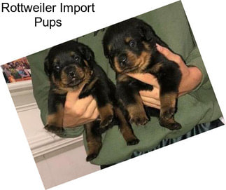 Rottweiler Import Pups