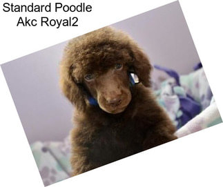 Standard Poodle Akc Royal2