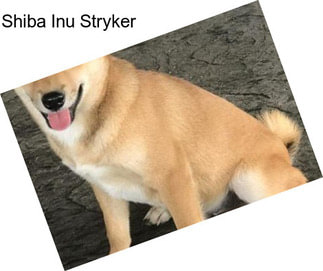 Shiba Inu Stryker