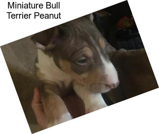 Miniature Bull Terrier Peanut