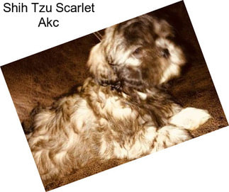 Shih Tzu Scarlet Akc