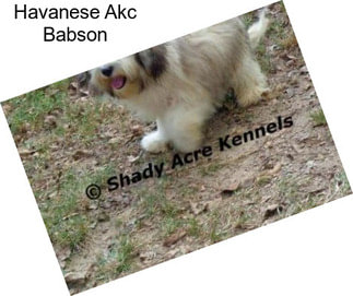 Havanese Akc Babson