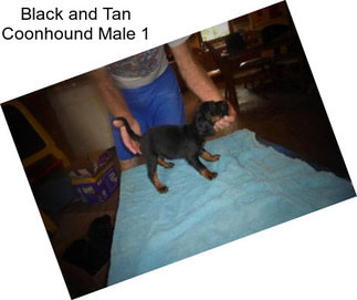 Black and Tan Coonhound Male 1