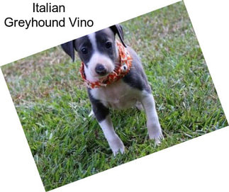 Italian Greyhound Vino