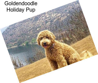 Goldendoodle Holiday Pup