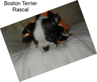 Boston Terrier Rascal