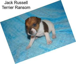 Jack Russell Terrier Ransom