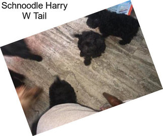 Schnoodle Harry W Tail