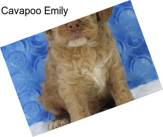 Cavapoo Emily