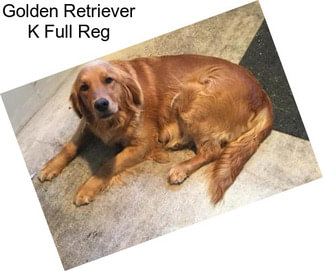 Golden Retriever K Full Reg